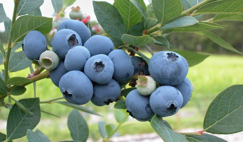 Makanan Bisa Tambah Umur